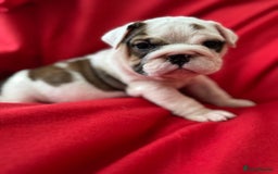 English Bulldog dogs for sale: KC Registered English Bulldog Puppies - Image 5