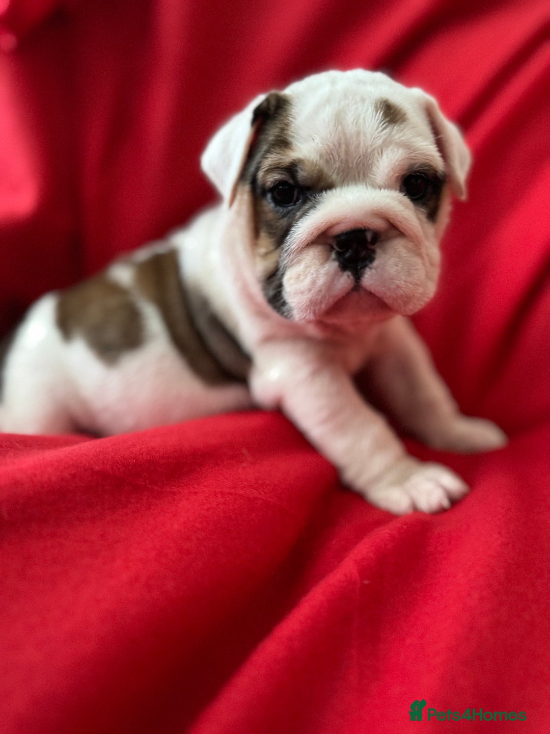 English Bulldog dogs for sale: KC Registered English Bulldog Puppies - Image 5