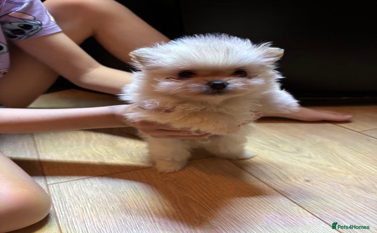 Pomeranian dogs - Advert 7