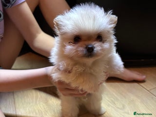 Pomeranian dogs - Advert 26