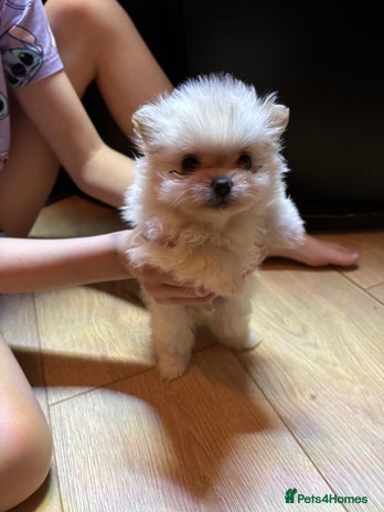 Pomeranian dogs - Advert 7