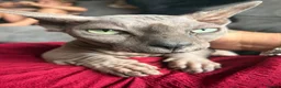 Sphynx cats for sale: Beautiful bambino boy  - Advert 1