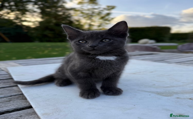 British Shorthair cats - Advert 13