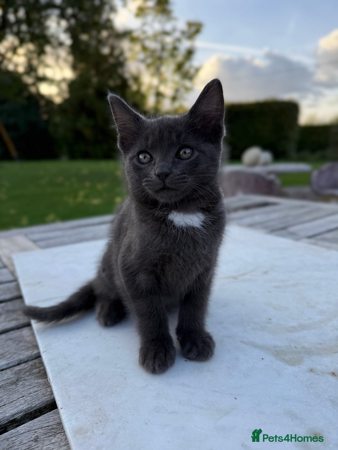 British Shorthair cats for sale: Adorable kittens looking for home  - Image 1