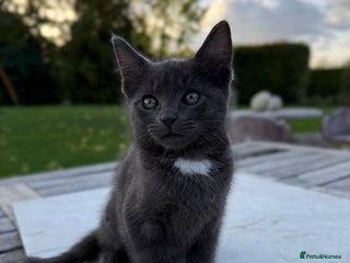 British Shorthair cats - Advert 21