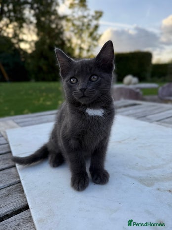 British Shorthair cats - Advert 3