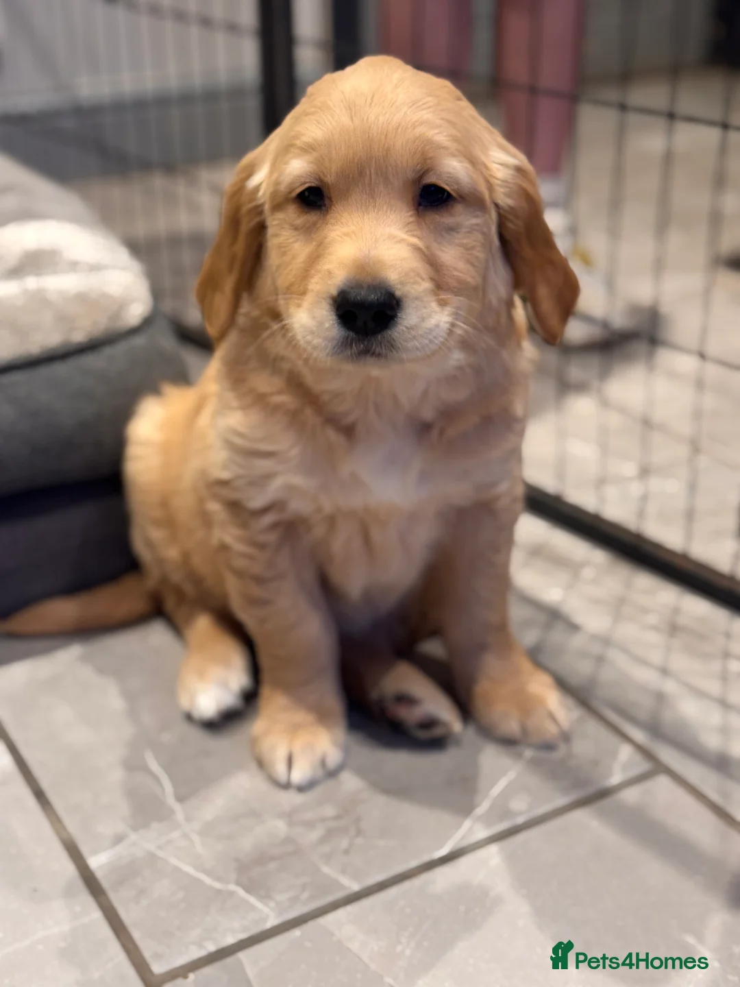 Golden Retriever dogs for sale: 1 Beautiful KC Golden Retriever Boy Health tested - Advert 2