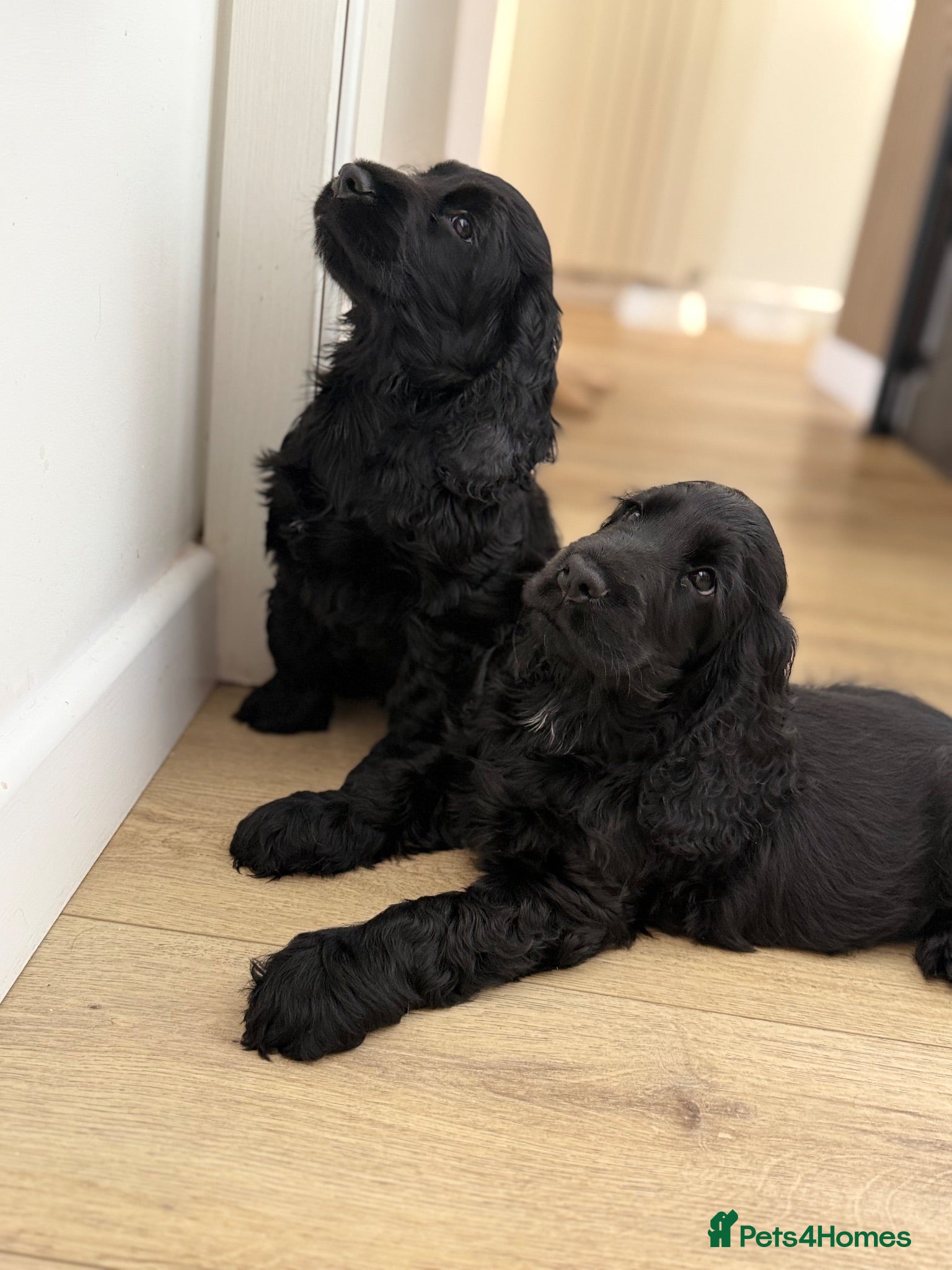 Cocker Spaniel dogs 🐾 1 LITTLE BOY LEFT KC Registered Show Cocker 🐾  - Advert 2