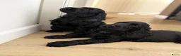 Cocker Spaniel dogs for sale: 🐾 1 LITTLE BOY LEFT KC Registered Show Cocker 🐾  - Advert 11