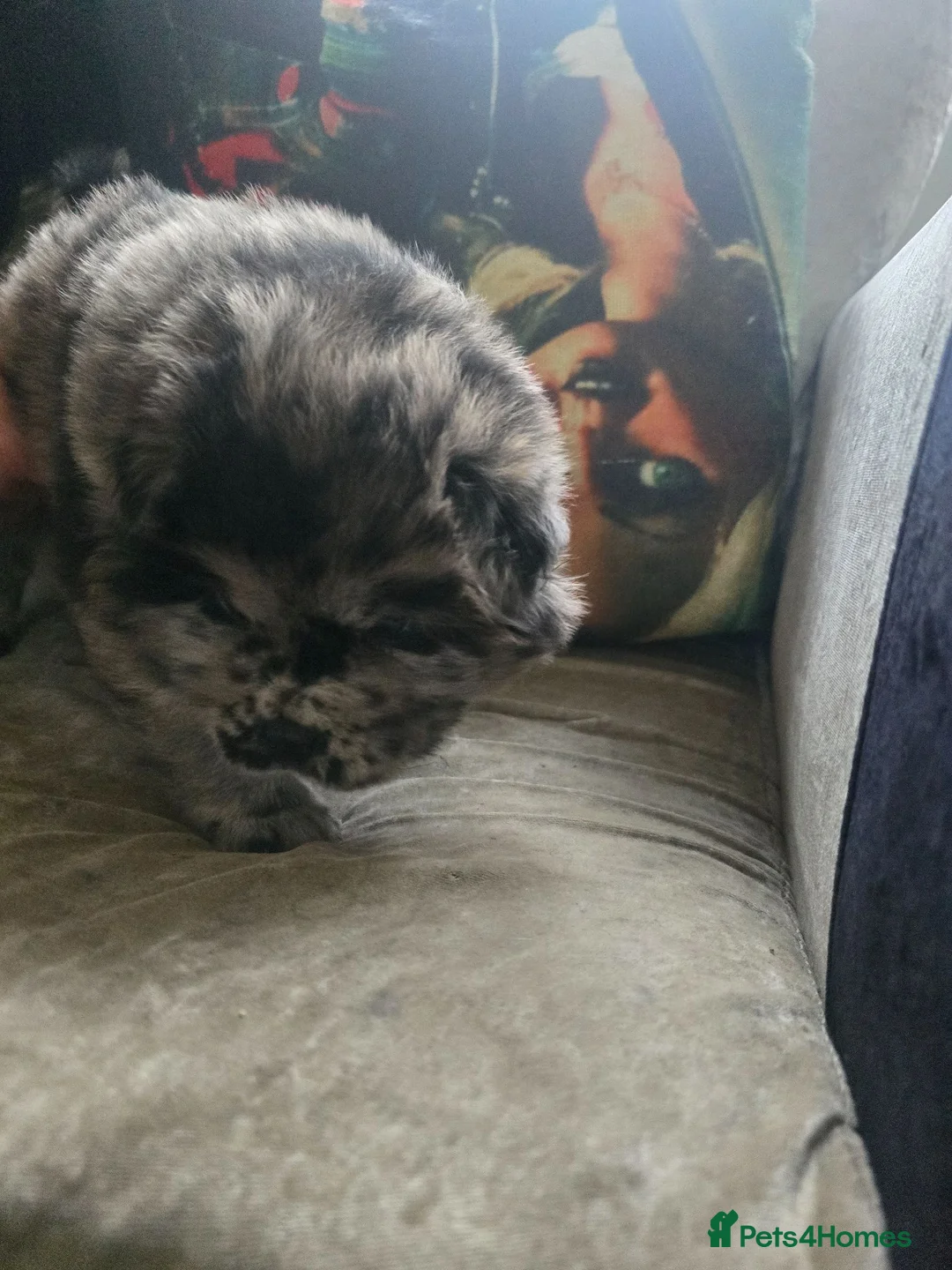 Chow Chow dogs for sale: Female chow for sale  - Advert 1