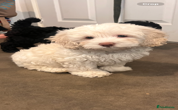 Maltipoo dogs - Advert 2