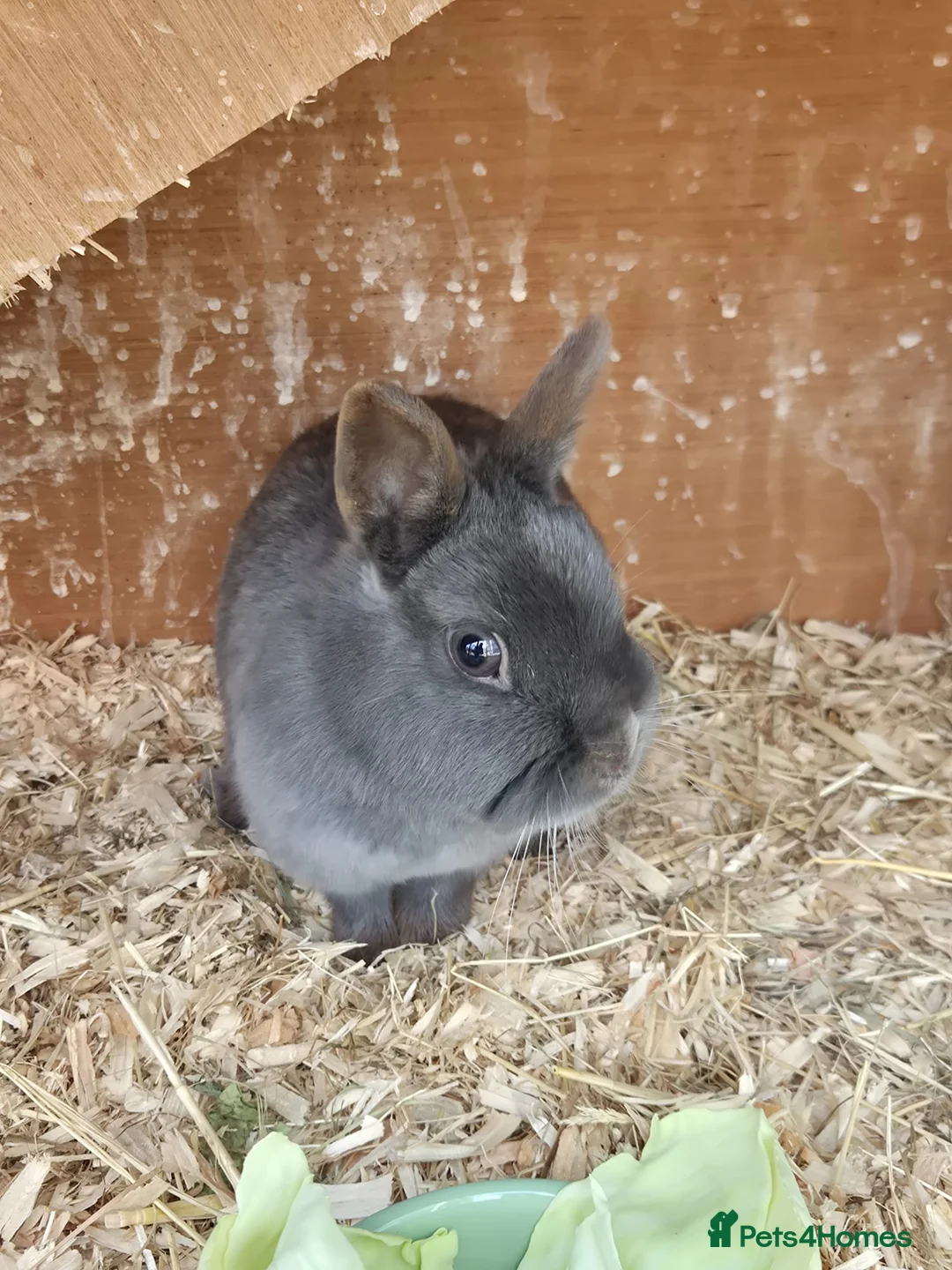 Dutch rabbits for sale: 2 Female Dutch dwarf rabbits - Advert 2