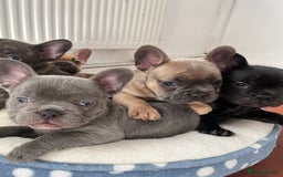 French Bulldog dogs for sale: Beautiful frenchies for sale  - Advert 2