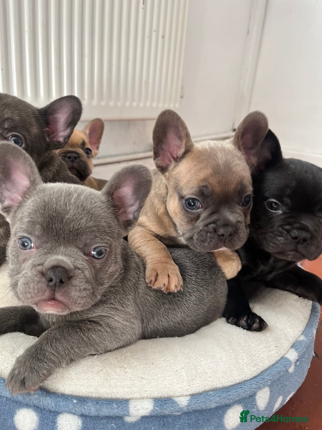 French Bulldog dogs for sale: Beautiful frenchies for sale  - Advert 2