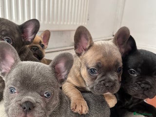 French Bulldog dogs - Advert 5