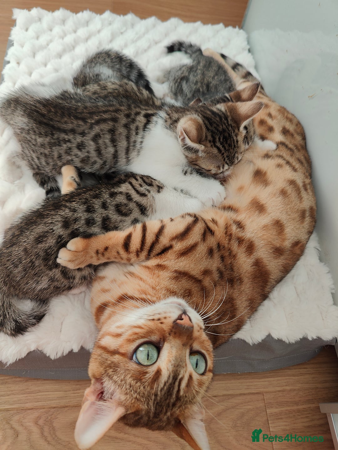 Mixed Breed cats for sale: Bengal mix kittens - Image 4