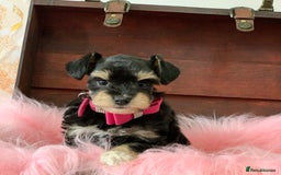 Miniature Schnauzer dogs for sale: 5* Licensed KC Toy Chocolate Schnauzers - Image 13
