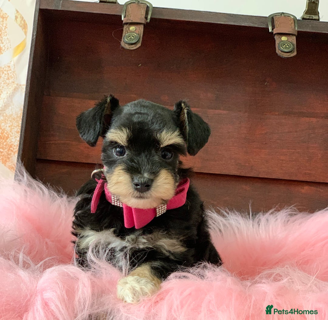 Miniature Schnauzer dogs for sale: 5* Licensed KC Toy Chocolate Schnauzers - Image 13