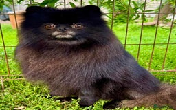 Pomeranian dogs for adoption: Prince, Romeo and Smokey - Image 3