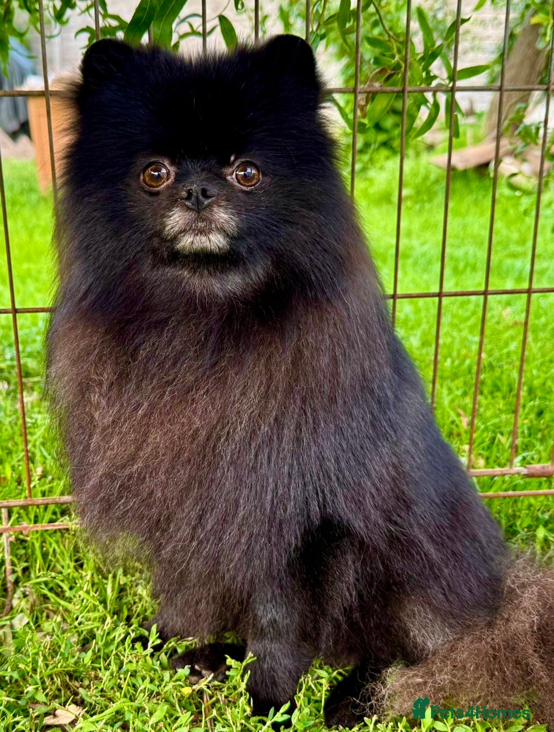 Pomeranian dogs for adoption: Prince, Romeo and Smokey - Image 3
