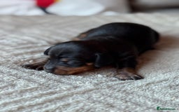 Miniature Dachshund dogs for sale: KC REGISTERED MINIATURE DACHSHUND PUPS - Image 7