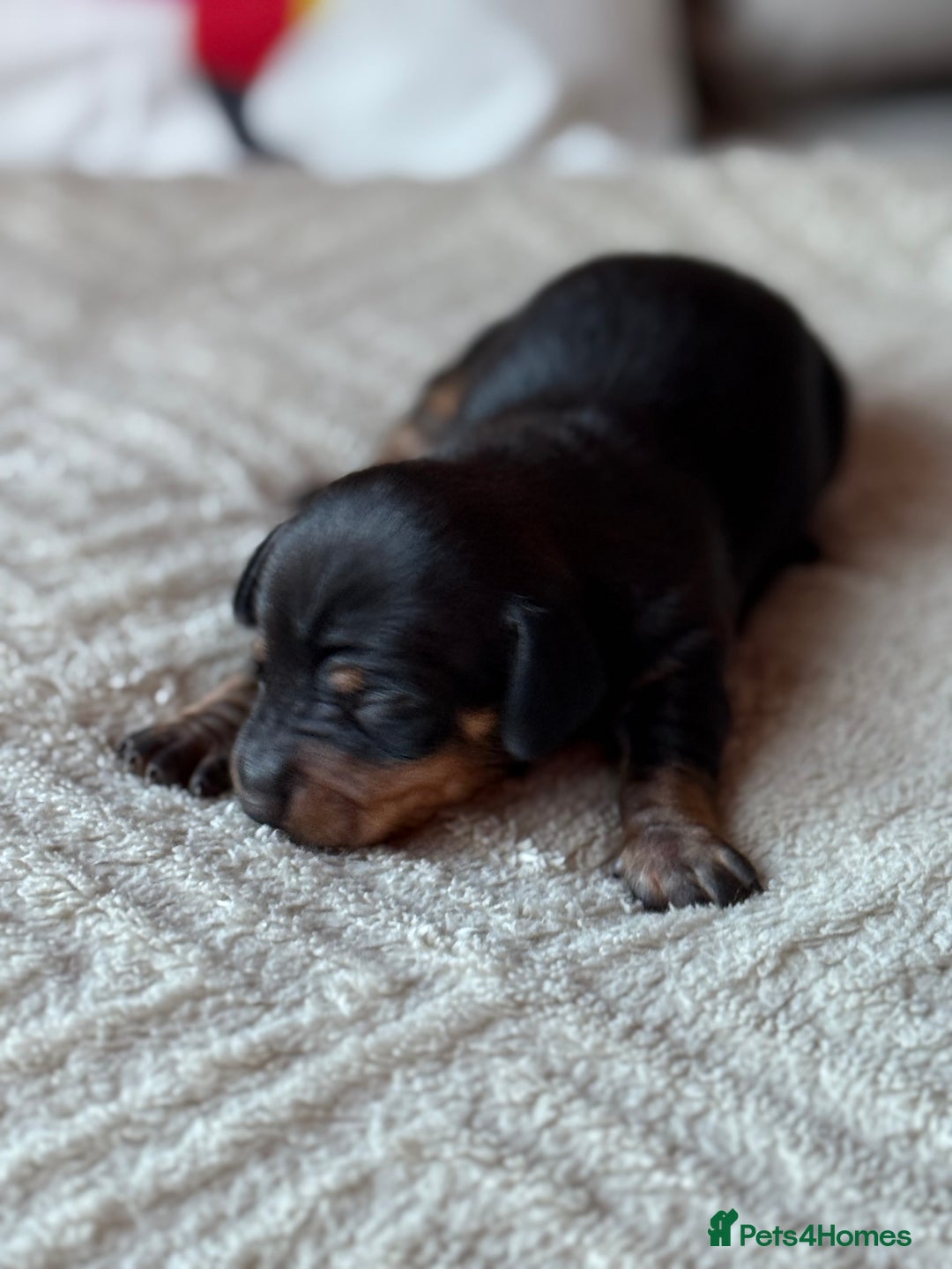 Miniature Dachshund dogs for sale: KC REGISTERED MINIATURE DACHSHUND PUPS - Image 7