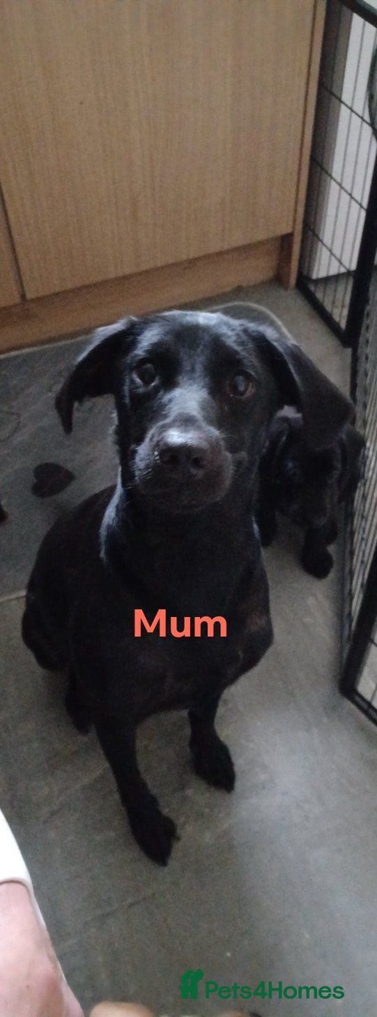 Labrador Retriever dogs Labrador's  - Advert 1