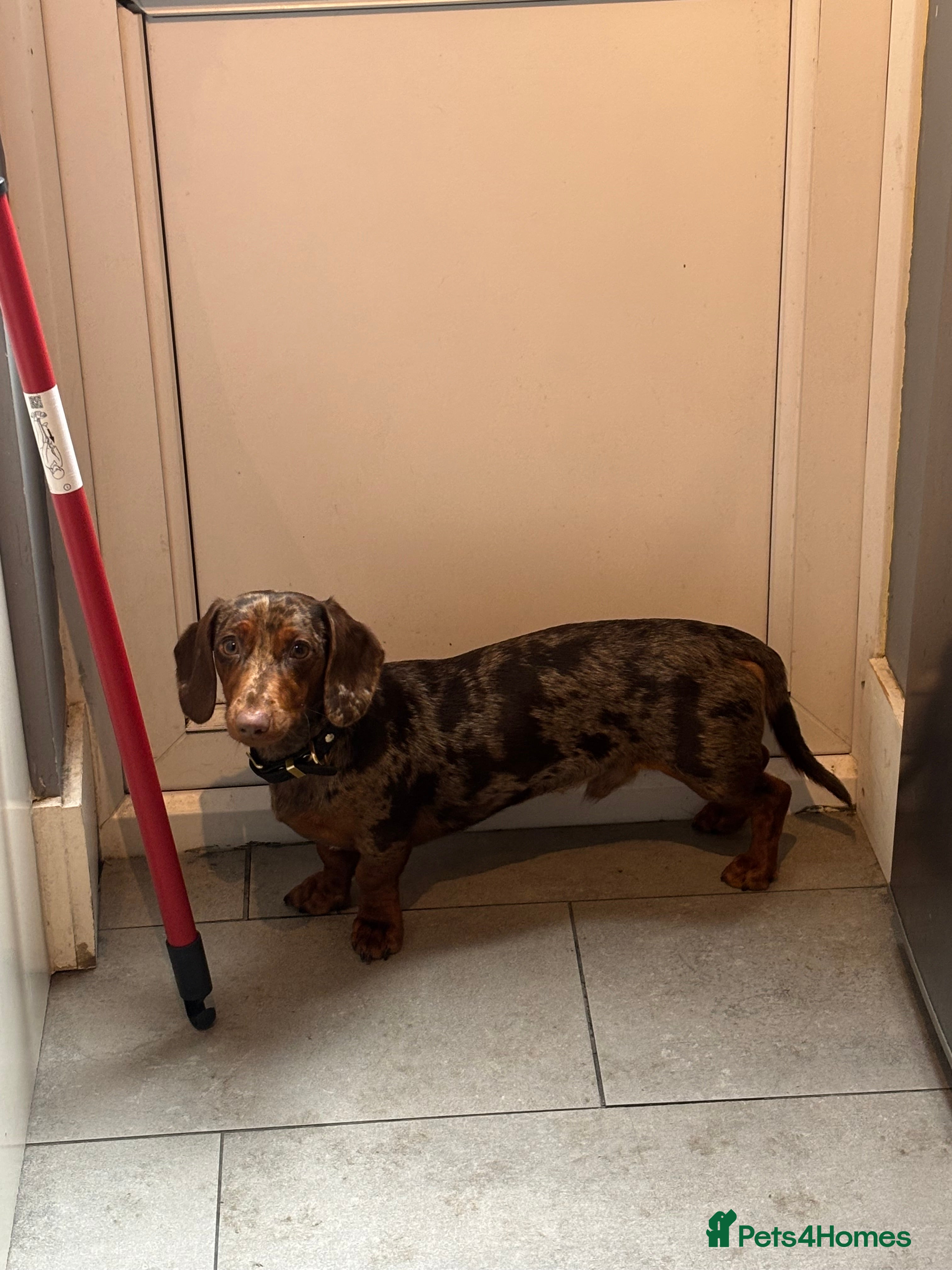 Miniature Dachshund dogs Minature Dachshund for sale - Advert 1