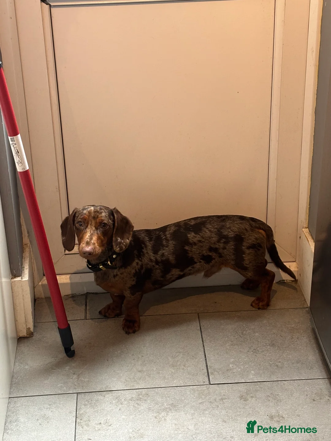 Miniature Dachshund dogs for sale: Minature Dachshund for sale - Advert 1