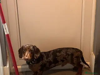 Miniature Dachshund dogs Minature Dachshund for sale - Advert 4