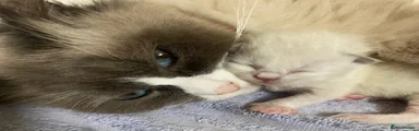 Siberian 5