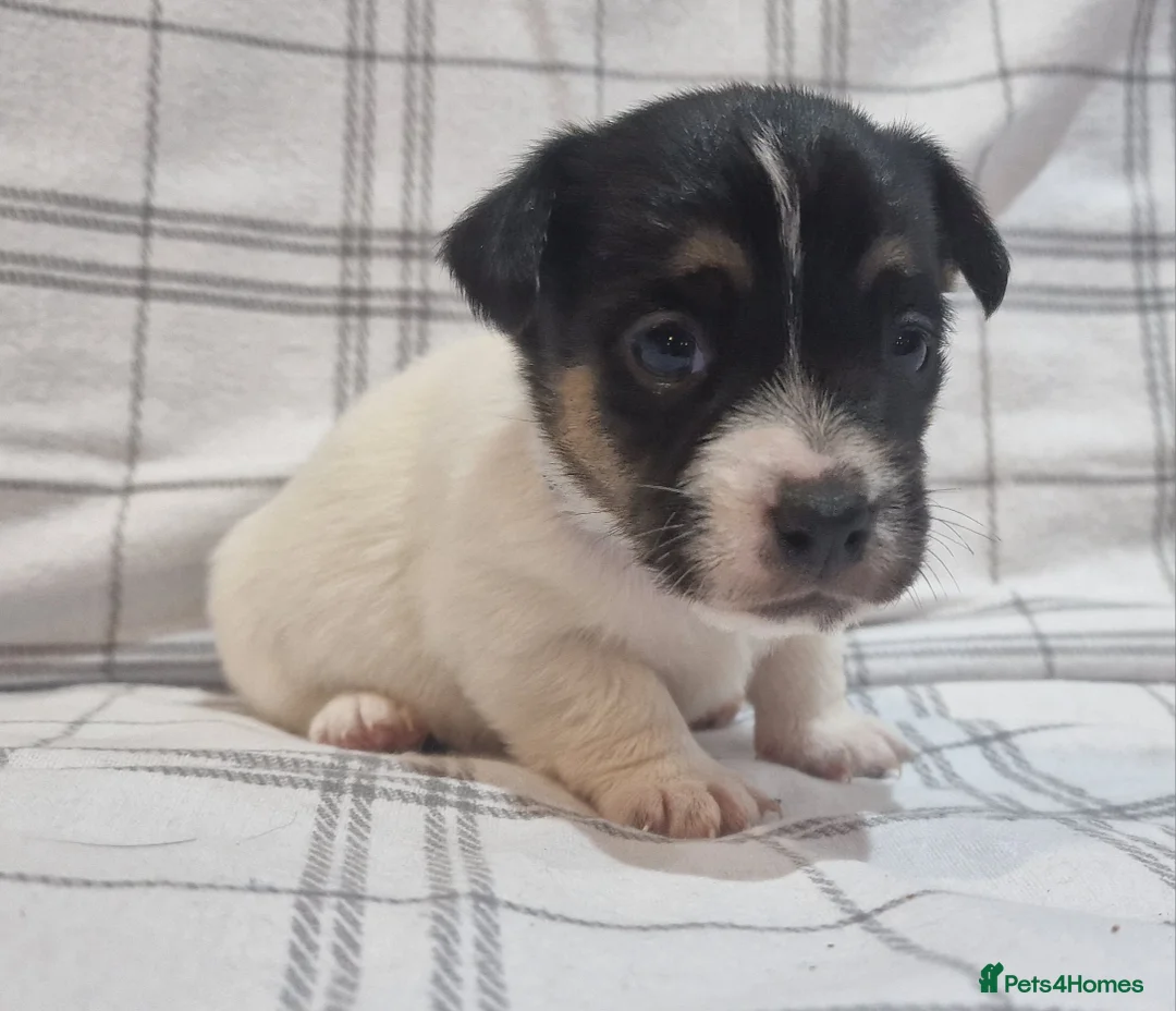 Jack Russell dogs for sale: Stunning Jack Russells, DNA health tested parents - Advert 28