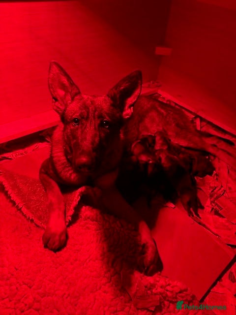 German Shepherd dogs 4* Licensed Breeders, Health Tested Parents - Advert 2