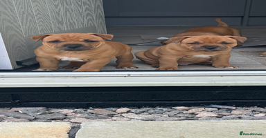 Staffordshire Bull Terrier dogs - Advert 9