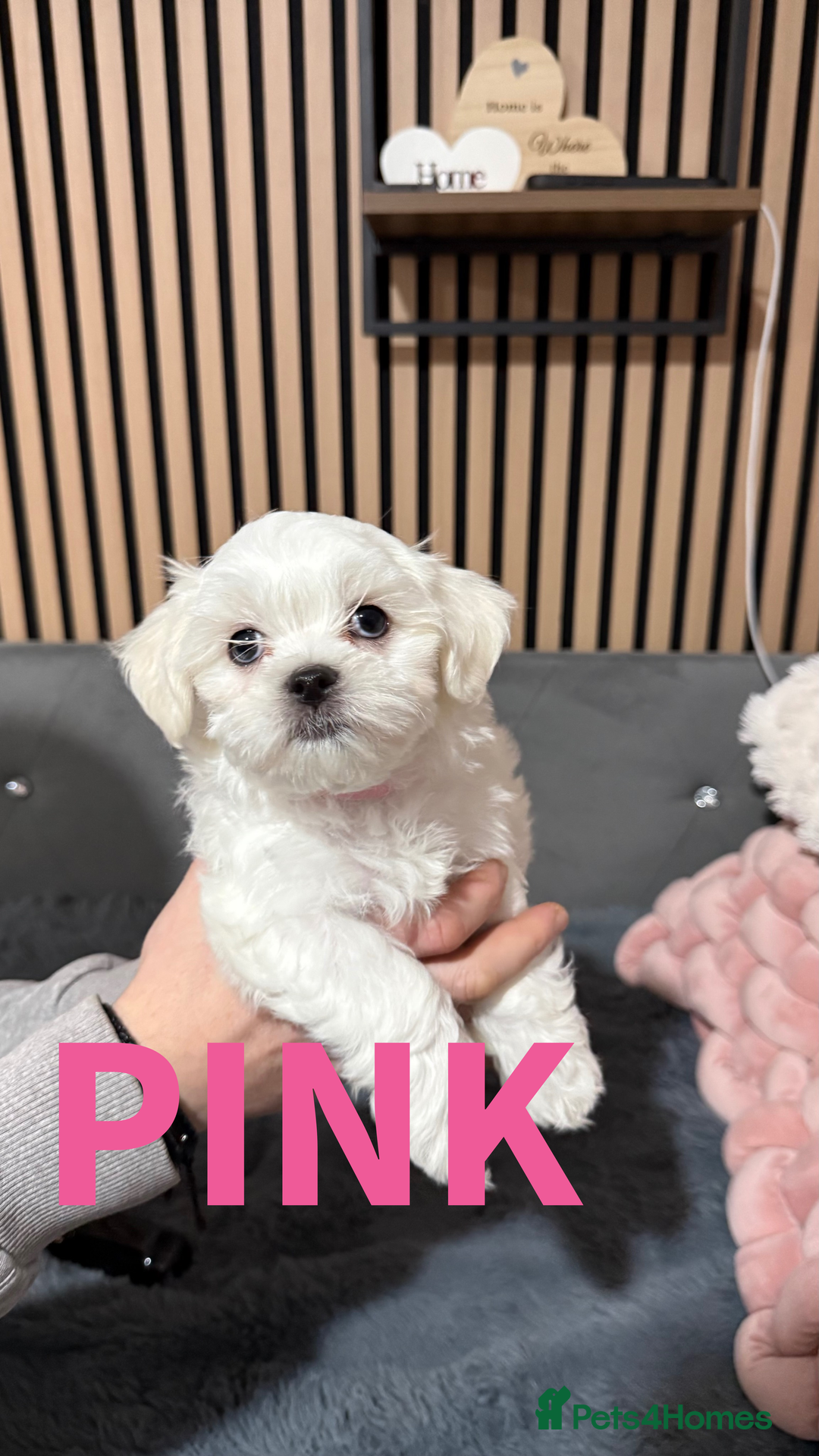 Maltese dogs for sale: Ready for a new home - Advert 4