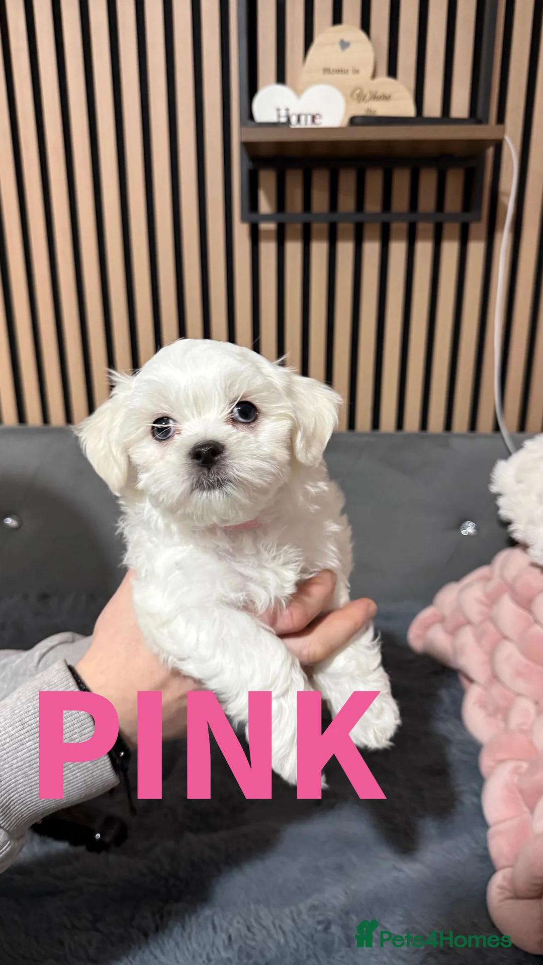 Maltese dogs for sale: !!! Price negotiable !!!! - Advert 5