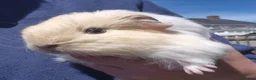 Guinea Pig rodents for sale: Sheltie and texel sows and sheltie boar.  - Advert 3