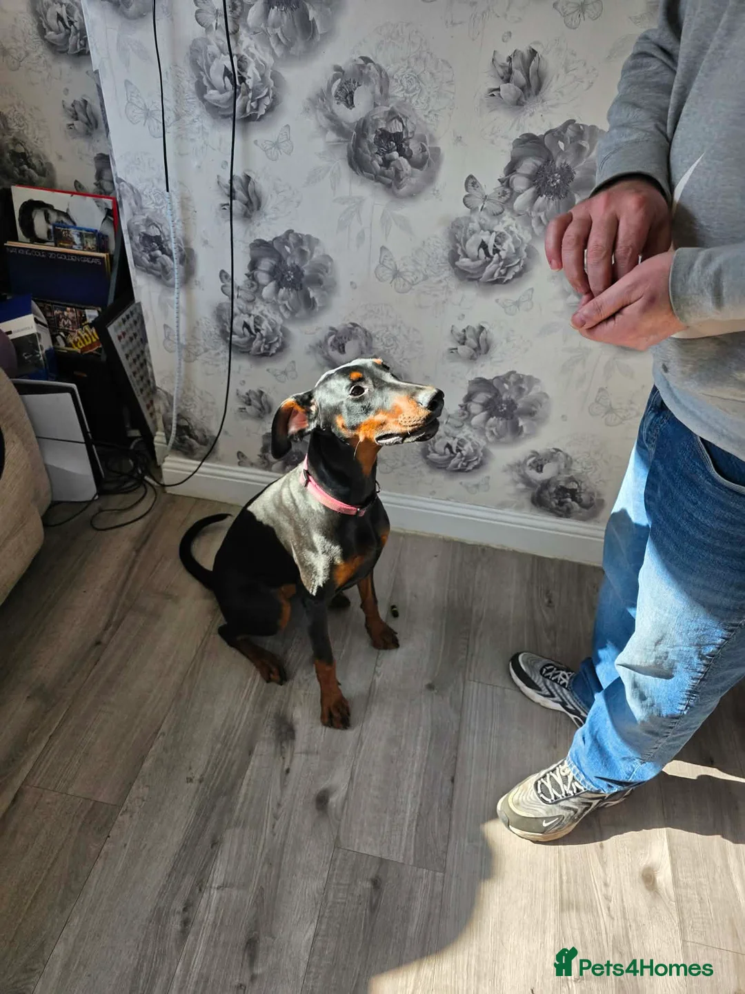Dobermann dogs for sale: Doberman bitch in Walsall - Advert 2