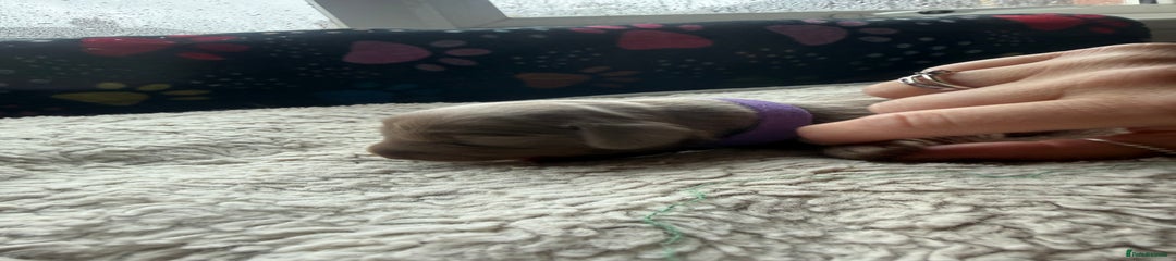 Miniature Dachshund Puppy 3