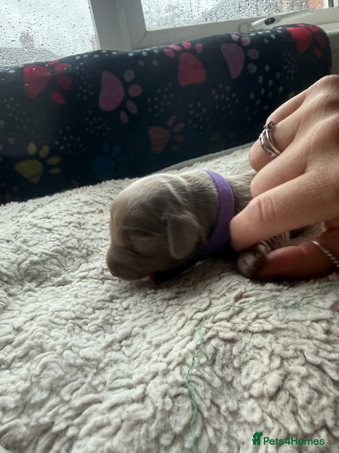 Miniature Dachshund dogs for sale: Miniature daschund - Advert 8