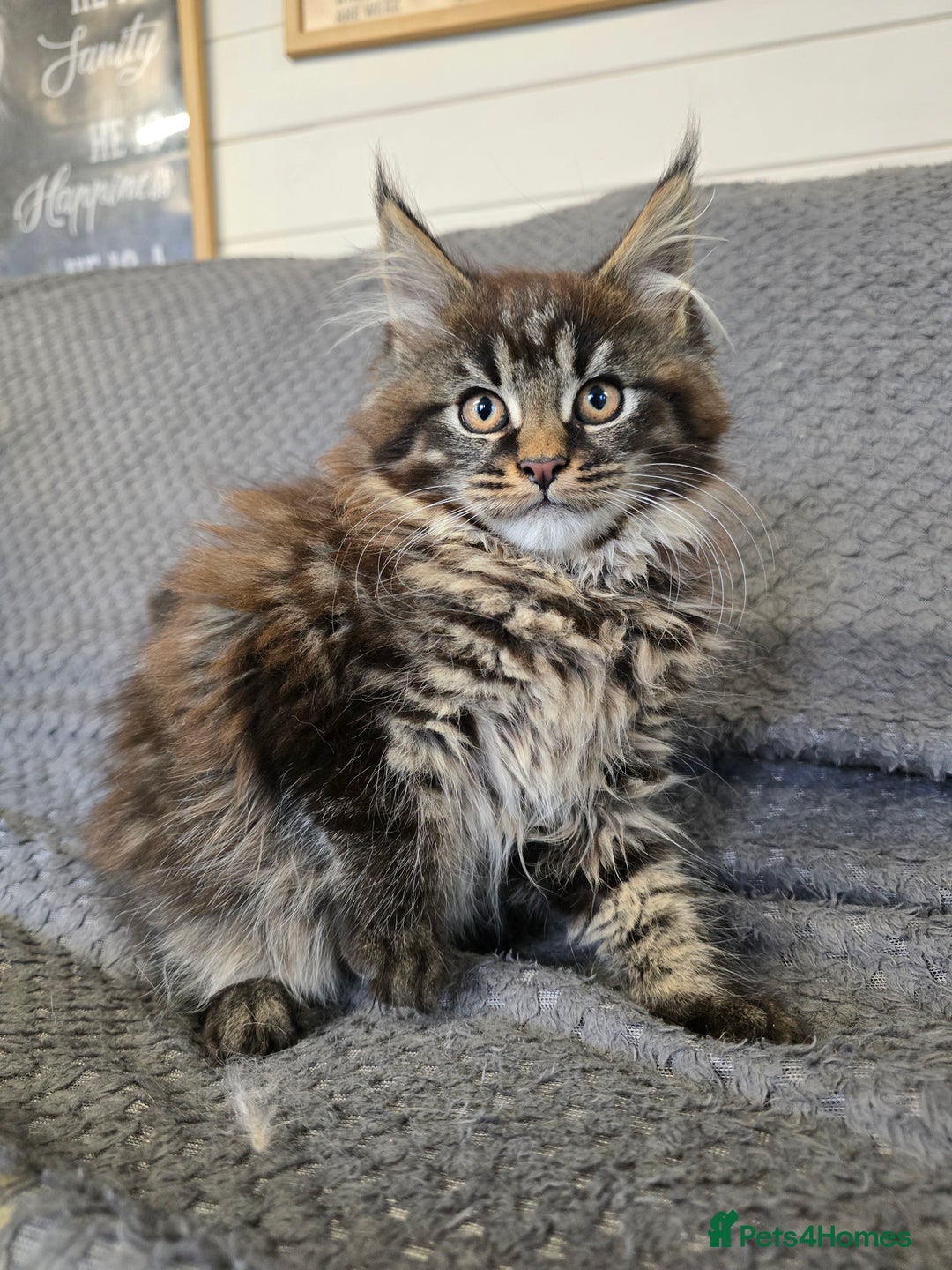 Maine Coon cats for sale: Full pedigree maine coon kitten - Advert 1