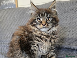 Maine Coon cats Full pedigree maine coon kitten - Advert 2