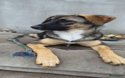 Mixed Breed dogs for adoption: 💖🐶 AMAYA 🐶💖 - Image 13
