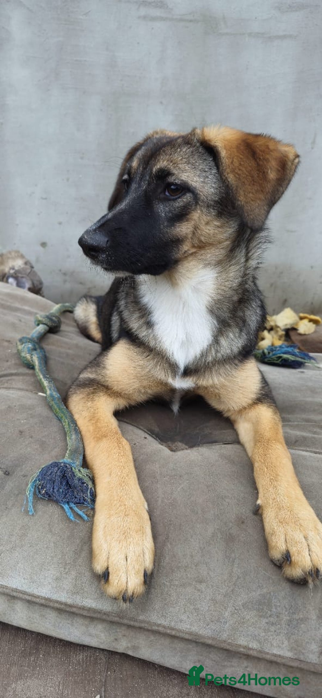 Mixed Breed dogs for adoption: 💖🐶 AMAYA 🐶💖 - Image 13