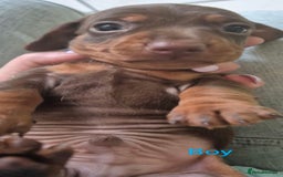 Miniature Dachshund dogs for sale: Minature smooth haired Dachshunds - Image 12