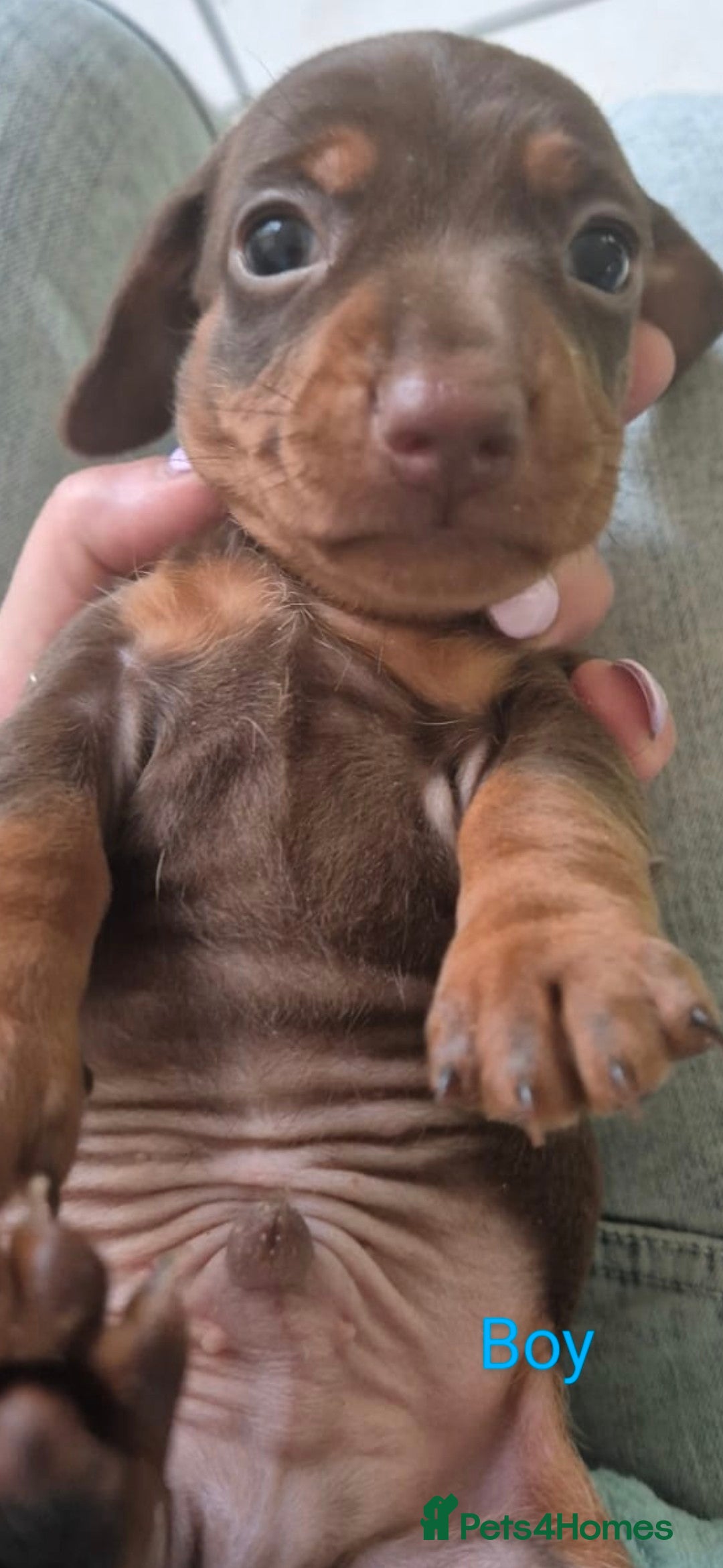 Miniature Dachshund dogs for sale: Minature smooth haired Dachshunds - Image 12