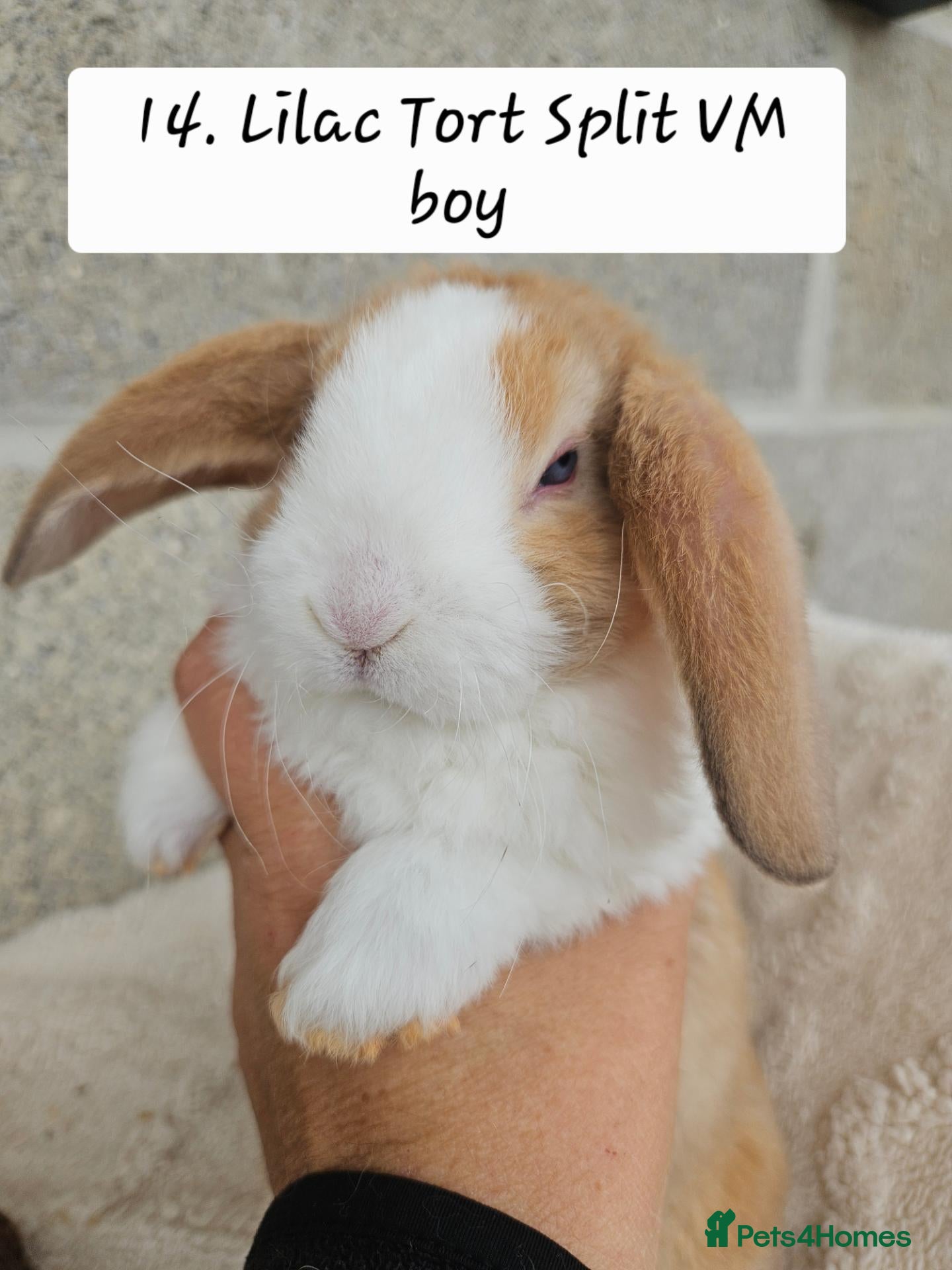 Mini Lop rabbits 🩷Ad 1 Purebred mini plush lops🩵🧸 - Advert 1