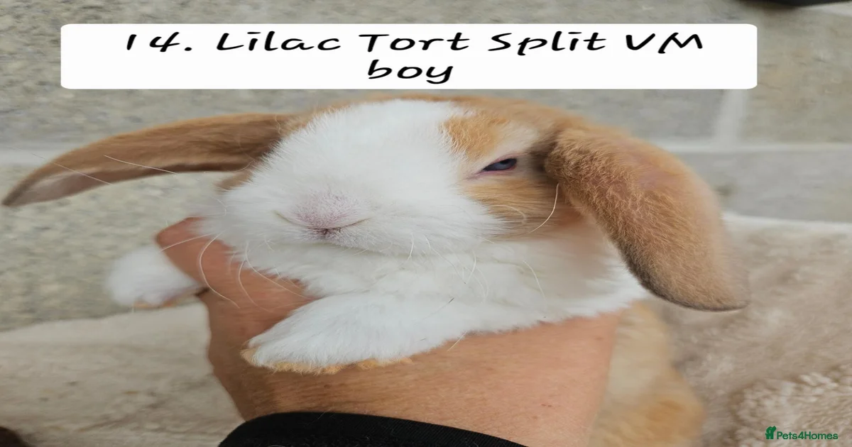 Mini Lop Rabbits for Sale for sale in Harwich, Essex | Pets4Homes