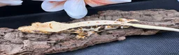 Gecko reptiles for sale: Crested gecko for sale  - Advert 4