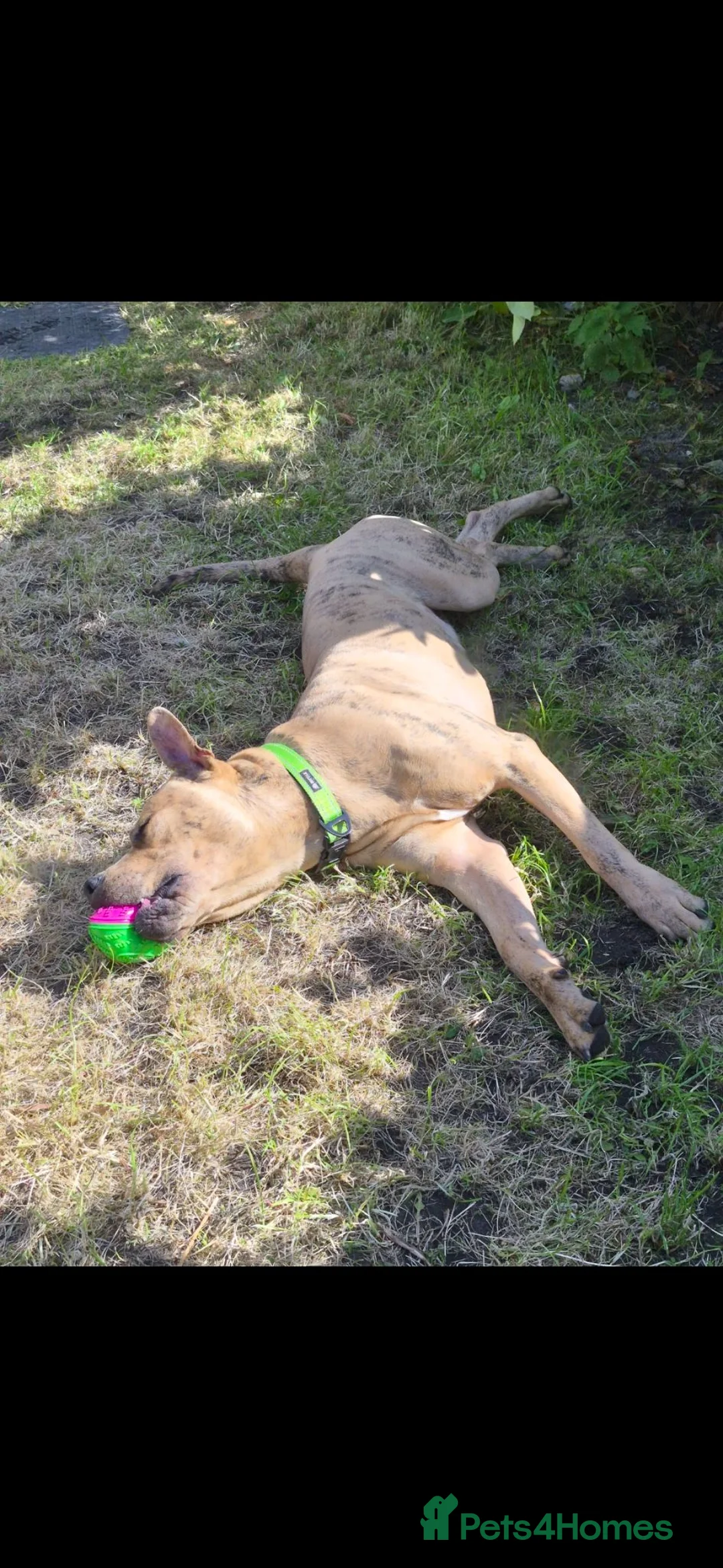 Mixed Breed dogs for sale: Mastiff mix lookikg for forever home - Advert 5
